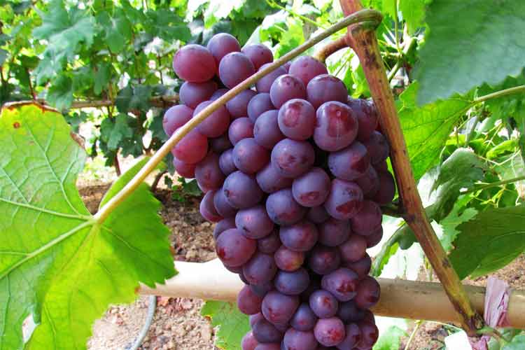 六盤水鐘山葡萄