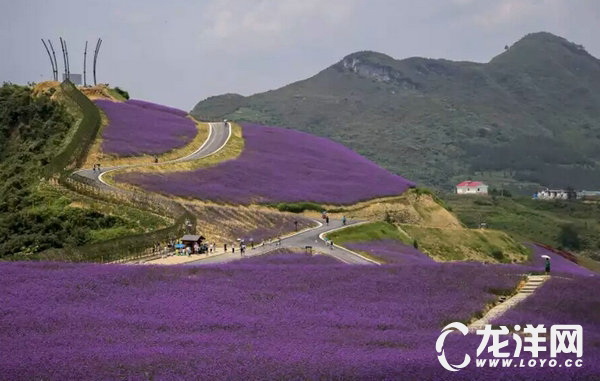 黔北花海-桐梓縣婁山關鎮杉坪花海