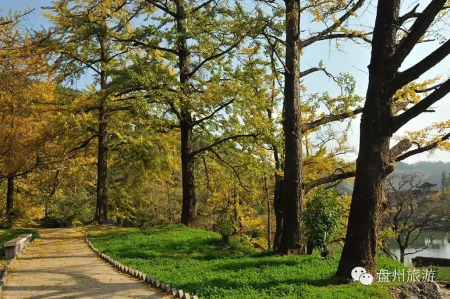 妥樂古銀杏景區