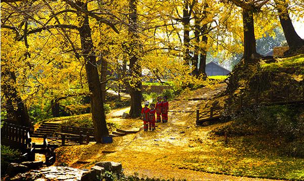 妥樂古銀杏景區