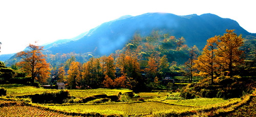 妥樂古銀杏景區