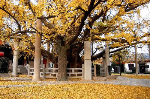 妥樂古銀杏景區